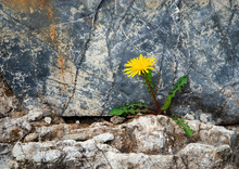 Abandoned Dandelion On A Stone Wall