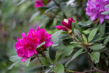 Pink Rhododendrons In Bloom (publik Park Tiergarten In Berlin, Germany)