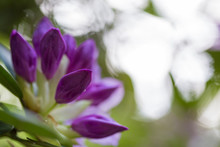 Purple Rhododendron In Bloom (publik Park Tiergarten In Berlin, Germany)