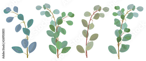 Branches, green leaves of eucalyptus populus, silver dollar. Panoramic view, ...