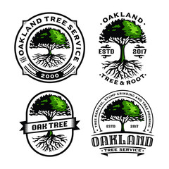 Set Oak Tree and Root logo template