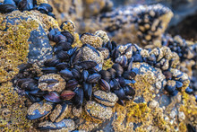 Cornish Mussels Awaiting The Incoming Tide At St Ives In Cornwall