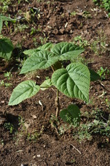 Paulownia elongata young trees saddles