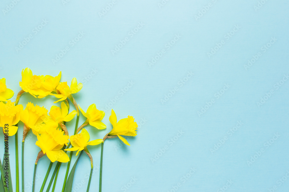 Spring floral background. Yellow narcissus or daffodil flowers on blue background top view flat lay. Easter concept, International Women's Day, March 8, holiday. Card with flowers. Place for text - obrazy, fototapety, plakaty 