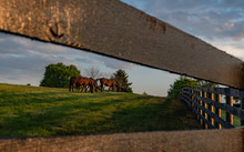 Three Thoroughbred Mares Framed In Fencing