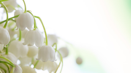 Wall Mural - Lilies of the valley, floral background