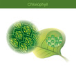 Chlorophyll is a green photosynthetic pigment found in plants.