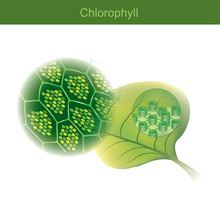 Chlorophyll Is A Green Photosynthetic Pigment Found In Plants.