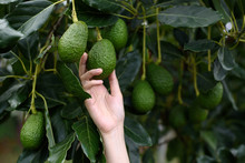 Woman's Hands Harvesting Fresh Ripe Organic Hass Avocado