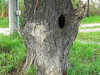 hollow in old wrinkled poplar in spring