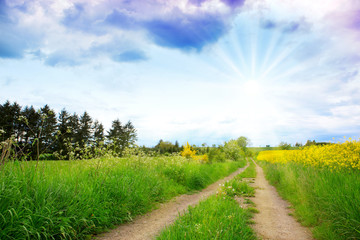 Wall Mural - Yellow rape field under the blue clouds sky with sunlight.