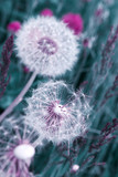 Fototapeta Dmuchawce - Macro shot on dandelion flowers isolated on green.