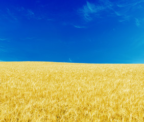 golden color natural field and deep blue sky. national ukraine flag colors