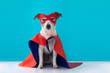 Dog super hero costume. little jack russell wearing a red mask for carnival party isolated blue background
