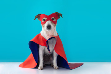 Dog super hero costume. little jack russell wearing a red mask for carnival party isolated blue background