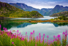 View Of The Fjord. Rocky Seashore With Reflection, Blue Cloudy Sky, And Blossoming Pink Flowers. Beautiful Nature Norway.