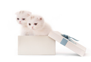 Cute white kittens in gift box isolated on white background