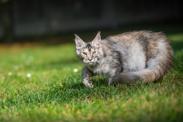 Wall Mural - grey maine coon cat walking in the garden