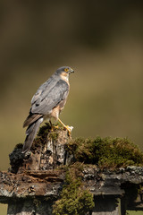 Wall Mural - sparrow hawk perched on moss covered post with brown and green background.