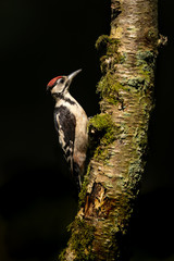 Wall Mural - great spotted woodpecker on a branch with a black background.