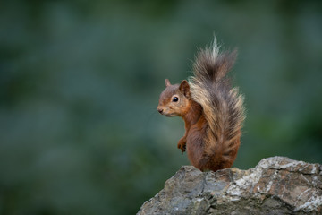 Wall Mural - red squirrel showing off its tail on a stone wall with a dark green background.