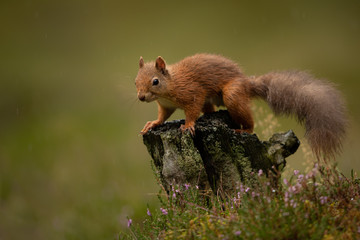 Wall Mural - Wet Red Squirrel in the rain on a tree stump with a green background.  