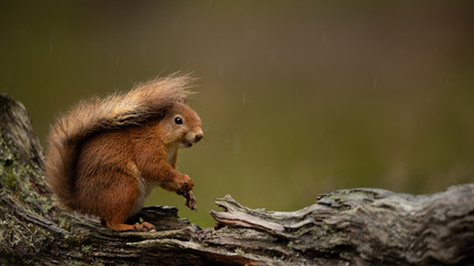 Wall Mural - red squirrel on a branch in the rain with a green background.