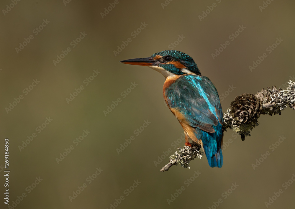 Female Kingfisher perched on a branch with a green and brown blurred background.  
