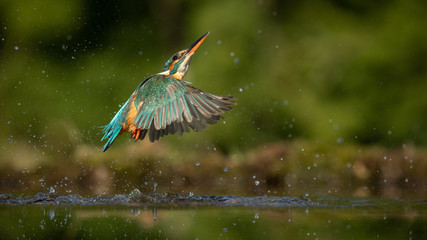 Wall Mural - female kingfisher emerging from the water with a green and brown blurred background.