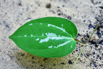 Wall Mural - green leaf in water