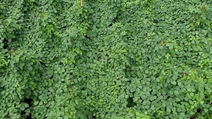 Wall Mural - Runner beans on an farm 