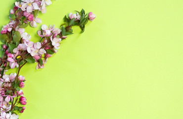 Wall Mural -  pink apple flowers on a green background with space for text