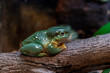 Splendid tree frog on a branch