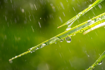 Green grass in nature with raindrops