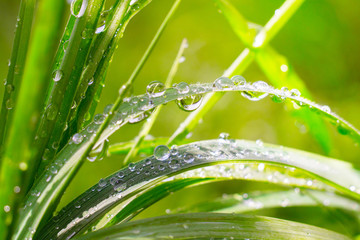 Green grass in nature with raindrops