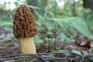 Wild mushroom fungi on forest floor 