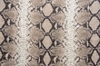 © citrus 2023 - Snake skin pattern
