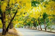 Yellow Flower Tree Road : Khon Kaen, Thailand