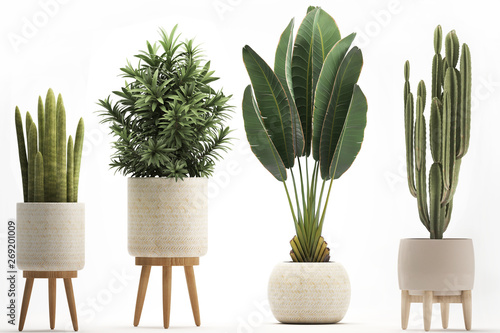 Fotografía collection of ornamental plants in pots