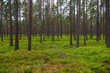 © Martins Vanags - green moss on forestbed in mixed tree forest with tree trunks and green grass