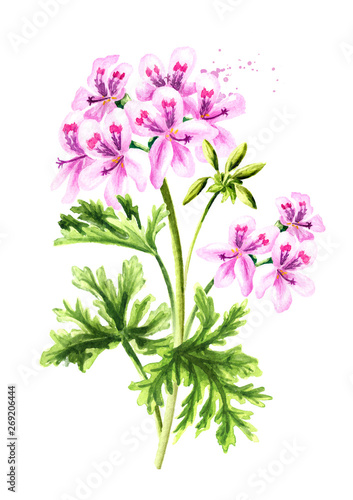 Cuadros en Lienzo Pelargonium graveolens or Pelargonium x asperum, geranium plant, flower with leaves
