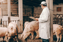Veterinarian In White Coat, Hat And Protective Mask On Face Holding Clipboard And Checking On Pigs While Standing In Cote.