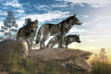 A Trio Of Timber Wolves Stands Atop A Boulder Looking Out Over A North American Wilderness.  The Alpha Wolf Stands Confidently Looking Into The Distance While Look To The Sides . 3D Rendering