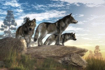 Naklejka na meble A trio of timber wolves stands atop a boulder looking out over a North American wilderness.  The alpha wolf stands confidently looking into the distance while look to the sides . 3D Rendering