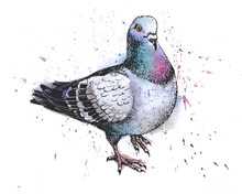 Hand Drawn City Grey Pigeon Watercolor Drawing