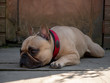 © Vantage - French bulldog dog laying in shade in garden in summer