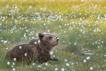 Wall Mural - Young brown bear is lying in the Finnish bog in the summer evening