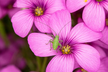 Pink Flowers From A Fake Shamrock Oxalis Plant With Green Insect Aphid