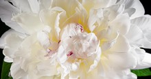 Beautiful White Peony Flower Blooming In Timelapse Close Up