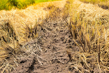 Traces of harvesters on the mud and rice stubble. After the harvest is complete.